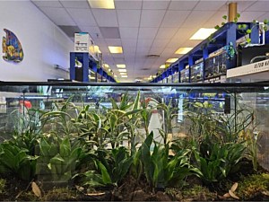 Marsh Plants